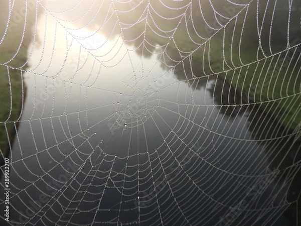 Fototapeta Web with dew