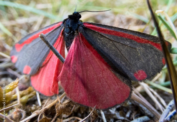 Fototapeta Butterfly close