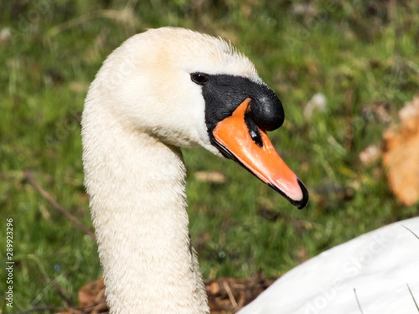 Fototapeta Swan close