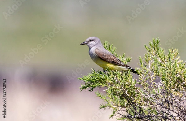 Fototapeta Western Kingbird