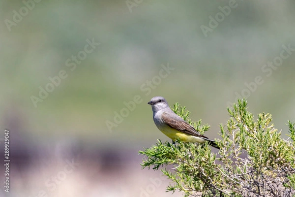 Fototapeta Western Kingbird