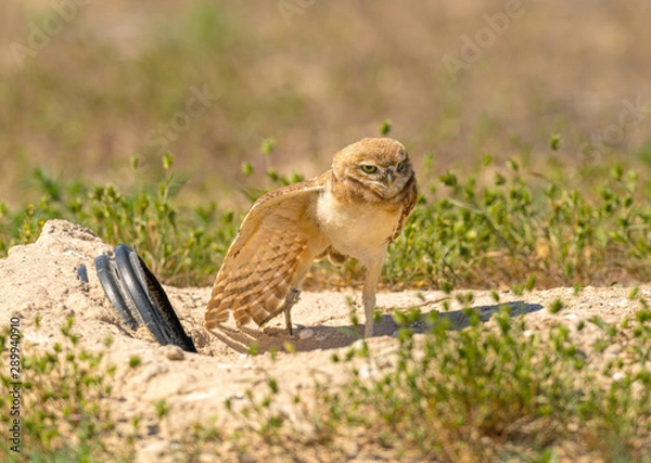 Obraz A fledgling Burrowing Owl emerges from it's artificial burrow and performs a series of poses and stretches to start the day. Very Cute!!