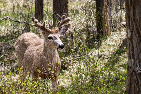 Fototapeta Mule Deer