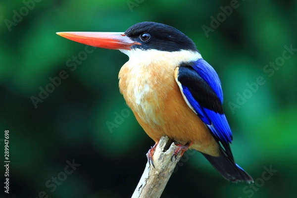 Fototapeta Black capped kingfisher on a branch