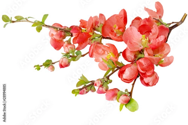 Obraz Cherry Blossom