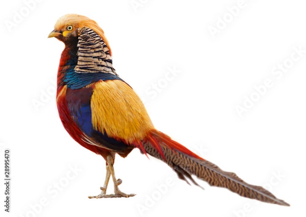Obraz golden pheasant