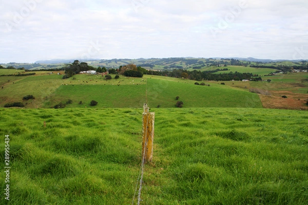 Fototapeta Following a fence-line across the hills near Dorrigo. Australia.