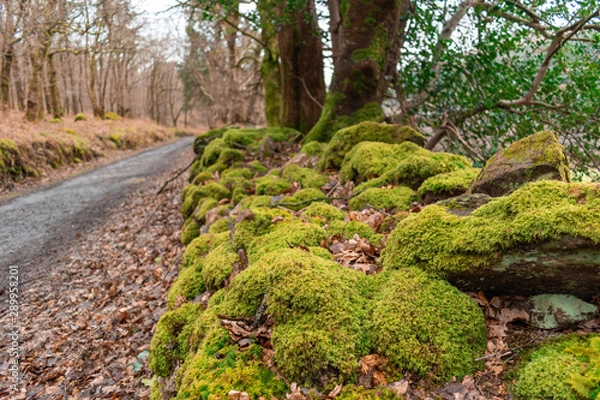 Fototapeta path in the forest