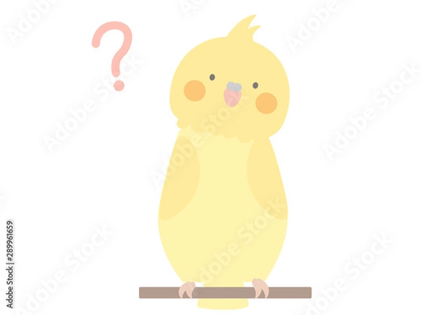 Obraz はてな　オカメインコ