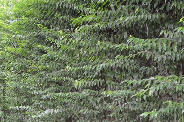 Fototapeta Trees Plants and Flowers in my Garden