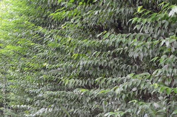 Fototapeta Trees Plants and Flowers in my Garden