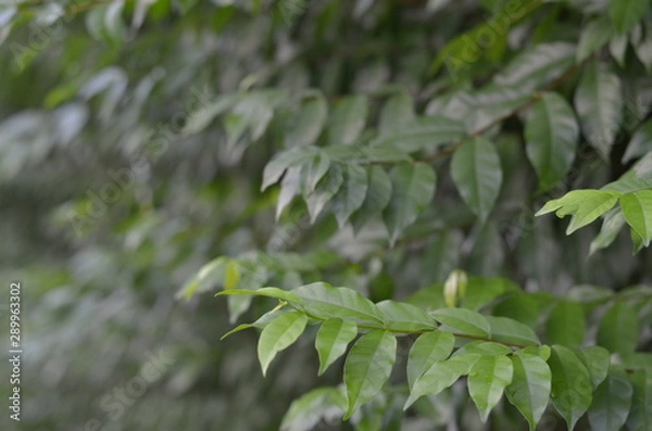 Fototapeta Trees Plants and Flowers in my Garden