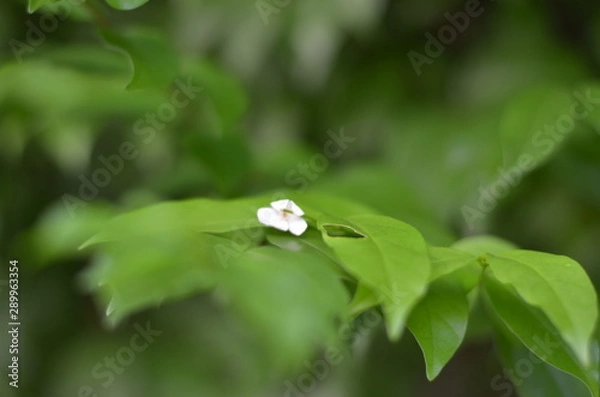 Fototapeta Trees Plants and Flowers in my Garden
