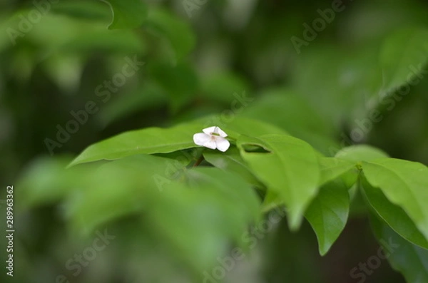 Fototapeta Trees Plants and Flowers in my Garden