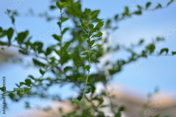Fototapeta Trees Plants and Flowers in my Garden