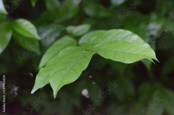 Fototapeta Trees Plants and Flowers in my Garden