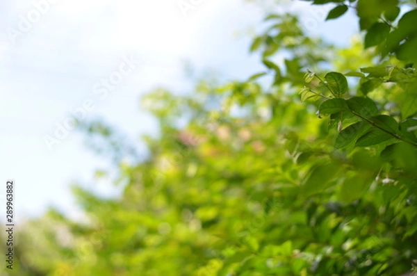 Fototapeta Trees Plants and Flowers in my Garden