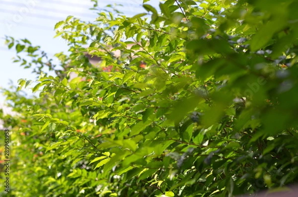Fototapeta Trees Plants and Flowers in my Garden