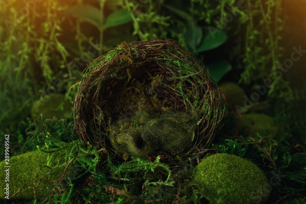 Fototapeta Moss newborn Background