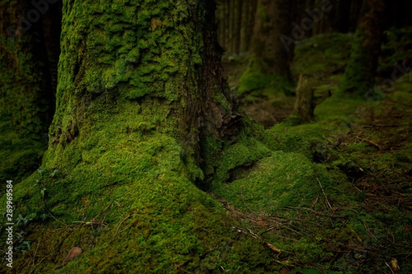Fototapeta Moss Newborn Background