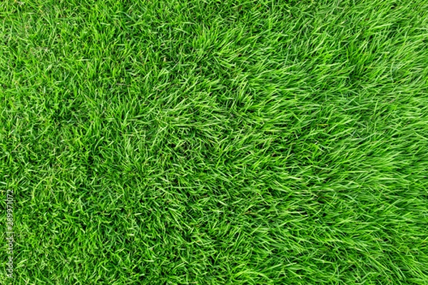Fototapeta Green grass texture for background. Green lawn pattern and texture background.