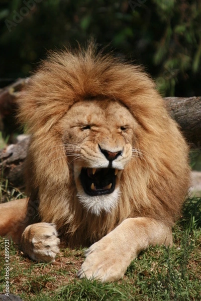 Fototapeta i'm the boss