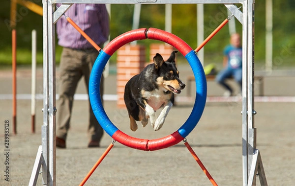 Obraz Dog jumping on an agility training tire on a dog playground. jumping through a hurdle at dog agility training. Big fur blowing in wind. Action and sports in concept.