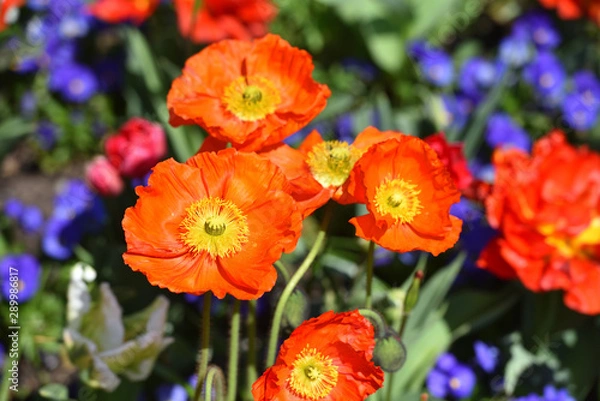 Fototapeta Beautiful Papaver flower nudicaule orange in the garden while on a sunny day
