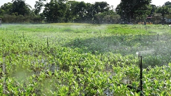 Fototapeta Micro sprinkler watering system operation in the park. Automatic watering system watering plants is a convenient system to save manpower in a big garden or park.