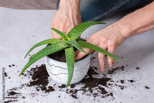 Fototapeta Male hands tramping down soil in a white pot with an aloe vera seedling. Transplanting home plants concept. Close-up