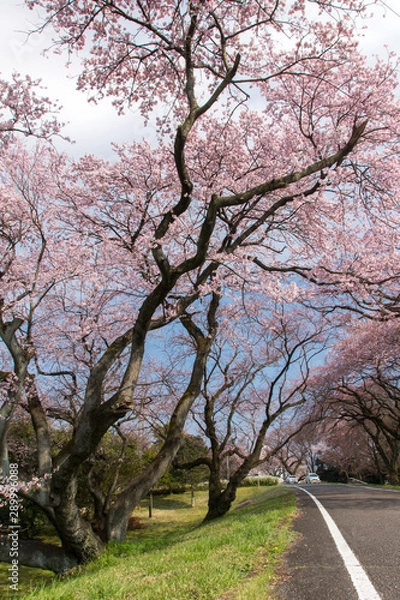 Fototapeta 木曽川堤の桜／愛知県一宮市