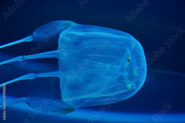 Obraz box jelly fish