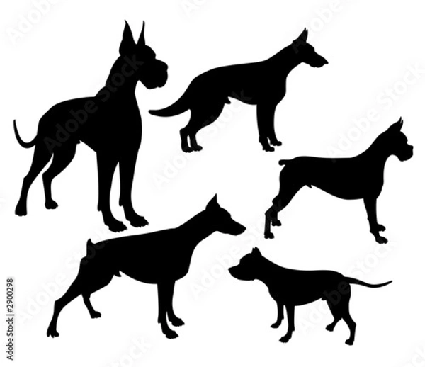 Obraz silhouette de chiens