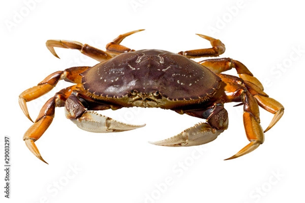 Fototapeta Krab Dungeness (Metacarcinus Magister)