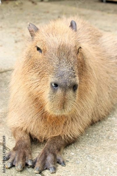 Obraz カピバラ アップ