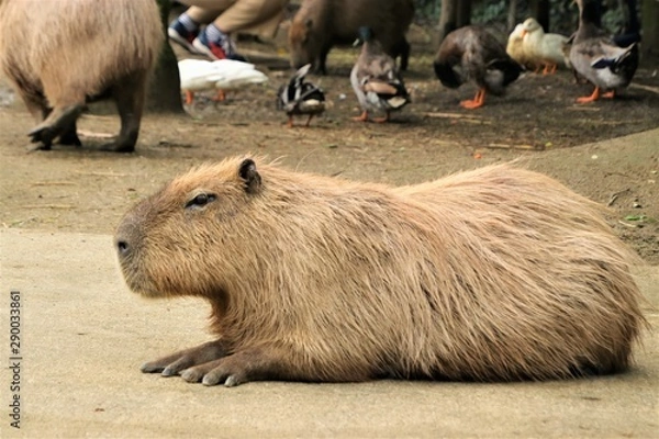 Obraz カピバラ