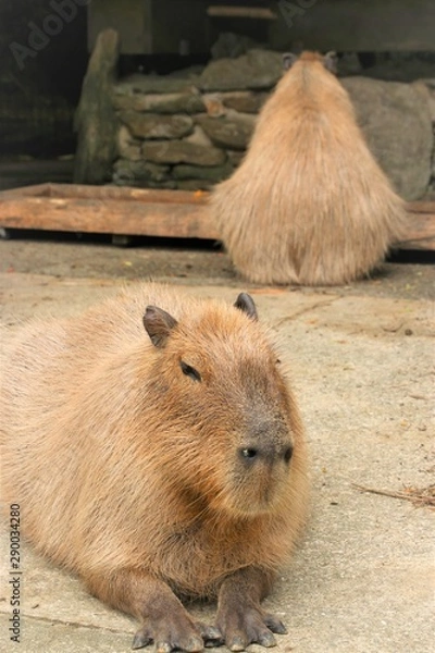 Obraz カピバラ