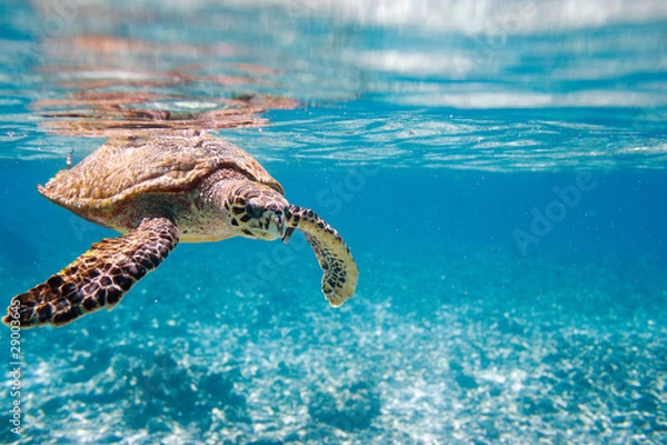 Obraz Żółw szylkretowy