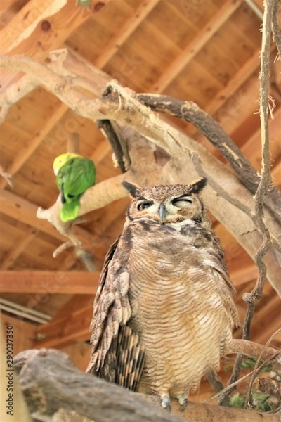 Obraz 止まり木の梟