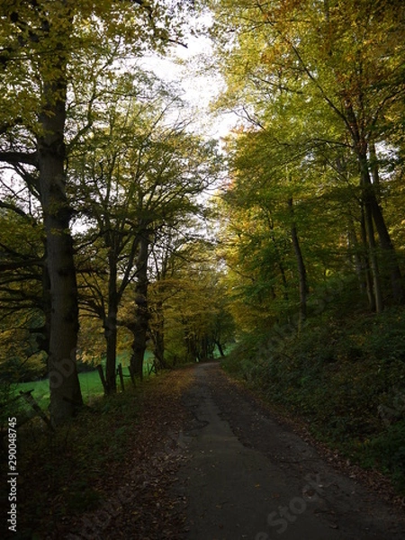 Fototapeta Waldimpressionen