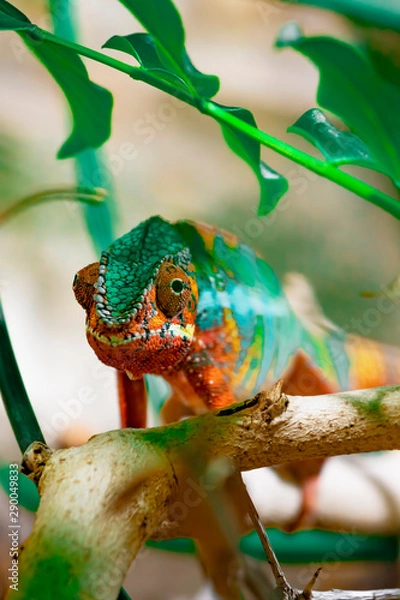 Fototapeta Adult male Chameleon on a branch. Close-up, photographed against the background of the jungle. Color changer reptile animal chamaeleo