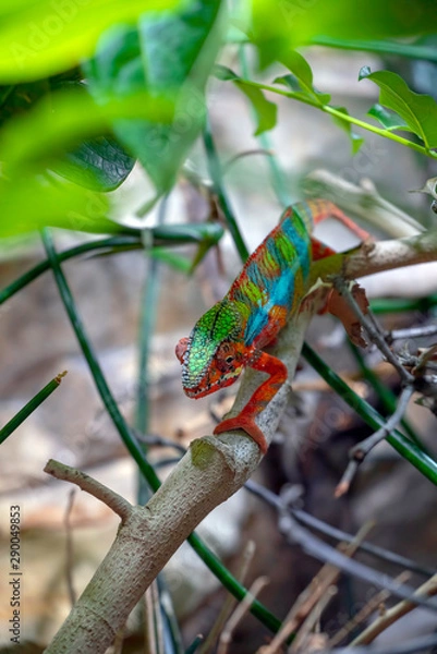 Fototapeta Adult male Chameleon on a branch. Close-up, photographed against the background of the jungle. Color changer reptile animal chamaeleo
