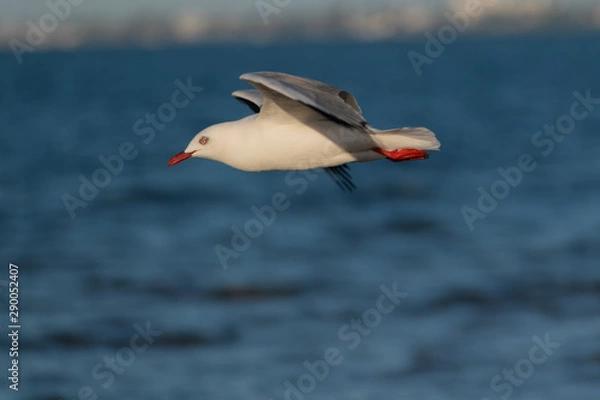 Fototapeta seagull in flight