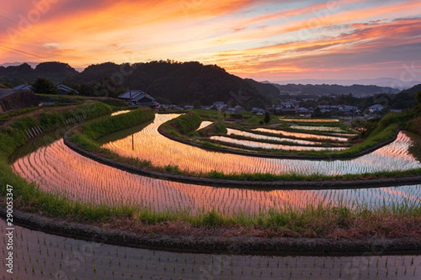 Obraz 棚田の夕焼け