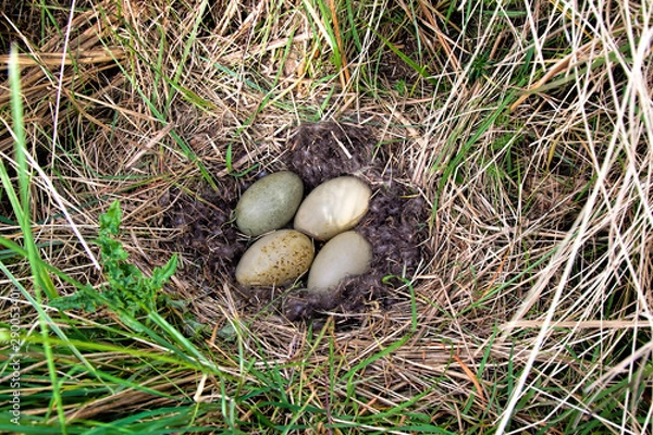 Obraz Eider duck nest lined with eider down with four eggs