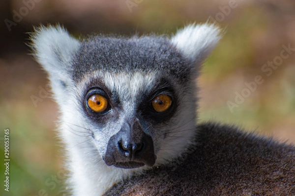 Fototapeta serious lemur