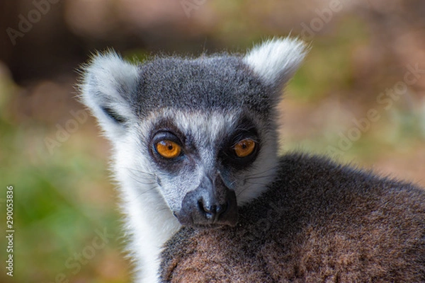 Fototapeta serious lemur