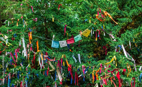 Fototapeta Cloutie Tree or Clootie Tree, where cloths or rags are tied to a special tree whilst making a wish. 