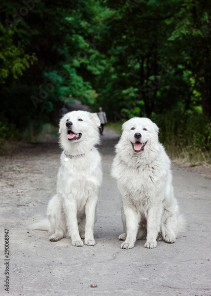 Fototapeta Maremmo-Abruzzo Shepherd Dog. Two white fluffy shepherd dogs near the forest. Very beautiful two white dogs