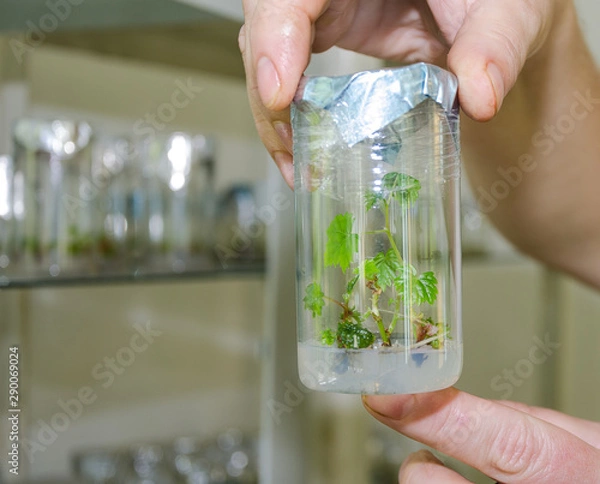 Obraz sprout of grapes in vitro